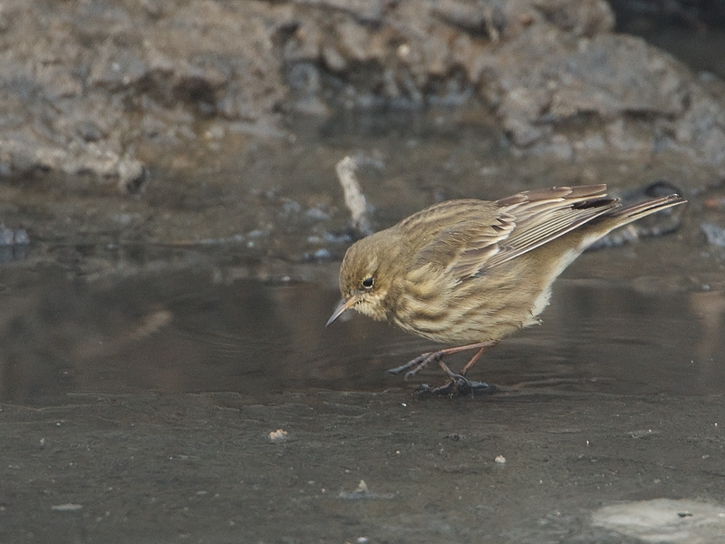 Anthus petrosus Oeverpieper Rock Pipit